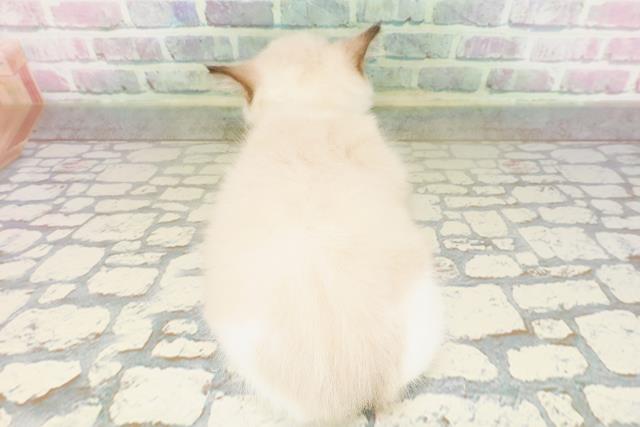 東京都のラグドール (Coo&RIKU赤坂店/2026年4月14日生まれ/男の子/シールポイントバイカラー)の子猫の4枚目の画像