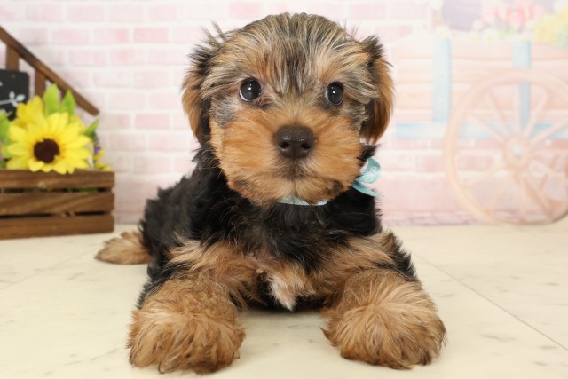 福岡県のヨークシャーテリア (Coo&RIKU黒崎店/2026年4月13日生まれ/男の子/スチールブルータン)の子犬の1枚目の画像
