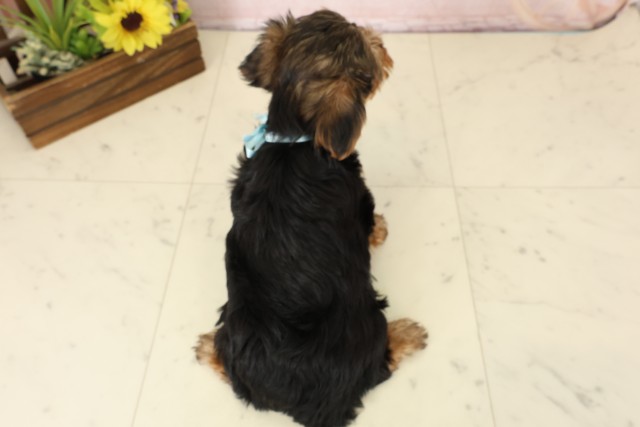 福岡県のヨークシャーテリア (Coo&RIKU黒崎店/2026年4月13日生まれ/男の子/スチールブルータン)の子犬の4枚目の画像