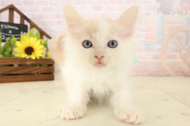 福岡県のメインクーン (Coo&RIKU黒崎店/2026年4月5日生まれ/男の子/クリームタビーホワイト)の子猫の1枚目の画像