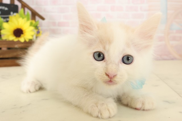 福岡県のメインクーン (Coo&RIKU黒崎店/2026年4月5日生まれ/男の子/クリームタビーホワイト)の子猫の2枚目の画像