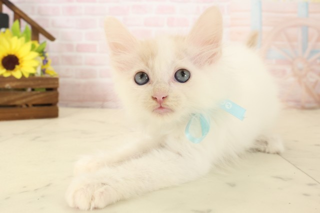 福岡県のメインクーン (Coo&RIKU黒崎店/2026年4月5日生まれ/男の子/クリームタビーホワイト)の子猫の3枚目の画像