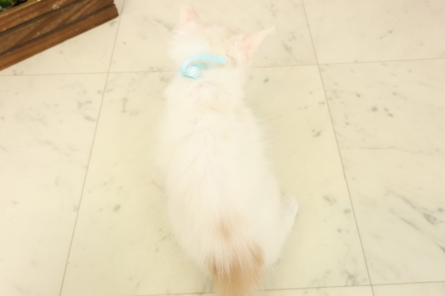 福岡県のメインクーン (Coo&RIKU黒崎店/2026年4月5日生まれ/男の子/クリームタビーホワイト)の子猫の4枚目の画像