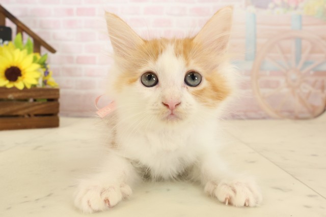 福岡県のメインクーン (Coo&RIKU福岡西店/2026年4月5日生まれ/女の子/レッドタビーホワイト)の子猫の1枚目の画像