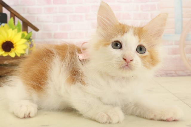 福岡県のメインクーン (Coo&RIKU福岡西店/2026年4月5日生まれ/女の子/レッドタビーホワイト)の子猫の2枚目の画像