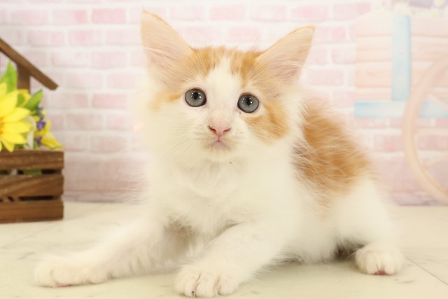 福岡県のメインクーン (Coo&RIKU福岡西店/2026年4月5日生まれ/女の子/レッドタビーホワイト)の子猫の3枚目の画像