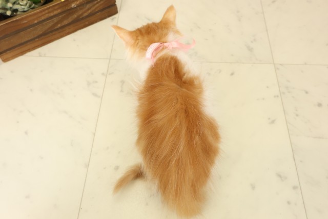 福岡県のメインクーン (Coo&RIKU福岡西店/2026年4月5日生まれ/女の子/レッドタビーホワイト)の子猫の4枚目の画像