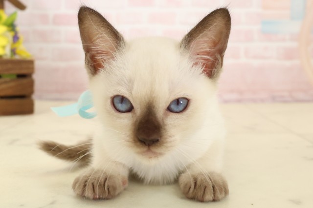 鹿児島県のトンキニーズ (Coo&RIKU鹿屋店/2026年4月11日生まれ/男の子/ナチュラルポイント)の子猫