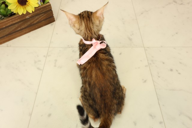 宮崎県のトイガー (Coo&RIKU宮崎店/2026年3月27日生まれ/女の子/ブラウンスポットタビー)の子猫の4枚目の画像