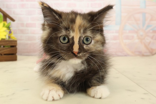 熊本県のラガマフィン (Coo&RIKUカリーノ菊陽店/2026年4月2日生まれ/女の子/トーティーホワイト)の子猫の1枚目の画像