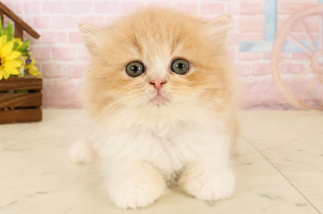 大分県のフォールデックス (Coo&RIKU大分店/2026年4月9日生まれ/男の子/クリームタビーホワイト)の子猫の1枚目の画像