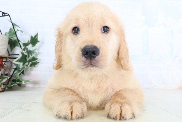 鹿児島県のゴールデンレトリバー (Coo&RIKU霧島店/2026年4月13日生まれ/女の子/ゴールデン)の子犬の1枚目の画像