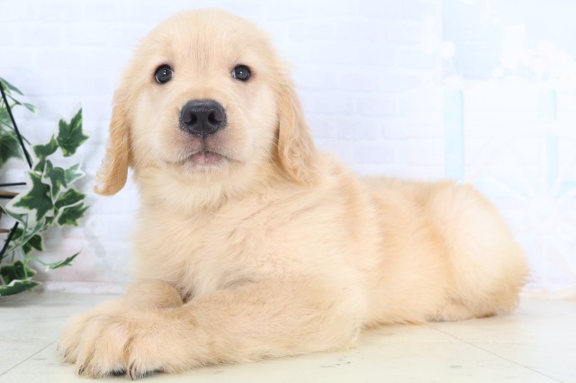 鹿児島県のゴールデンレトリバー (Coo&RIKU霧島店/2026年4月13日生まれ/女の子/ゴールデン)の子犬の3枚目の画像