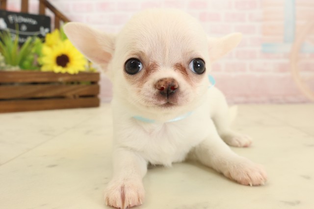 チワワ（スムースコート）の子犬（オス♂） 大牟田店｜ペットショップ