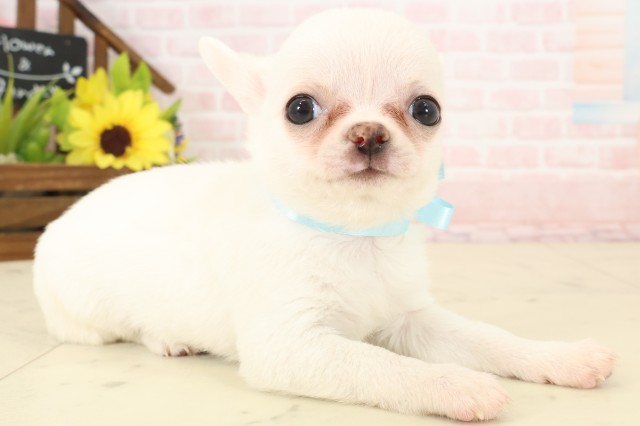 福岡県のチワワ(スムース) (Coo&RIKU大牟田店/2026年4月8日生まれ/男の子/ホワイトクリーム)の子犬の2枚目の画像