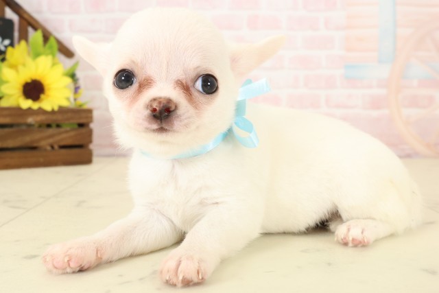 福岡県のチワワ(スムース) (Coo&RIKU大牟田店/2026年4月8日生まれ/男の子/ホワイトクリーム)の子犬の3枚目の画像