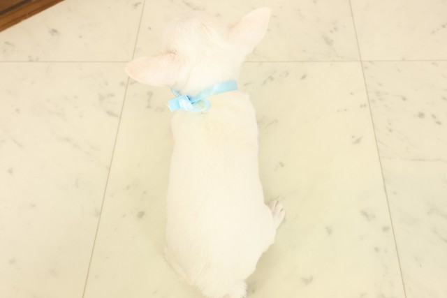 福岡県のチワワ(スムース) (Coo&RIKU大牟田店/2026年4月8日生まれ/男の子/ホワイトクリーム)の子犬の4枚目の画像
