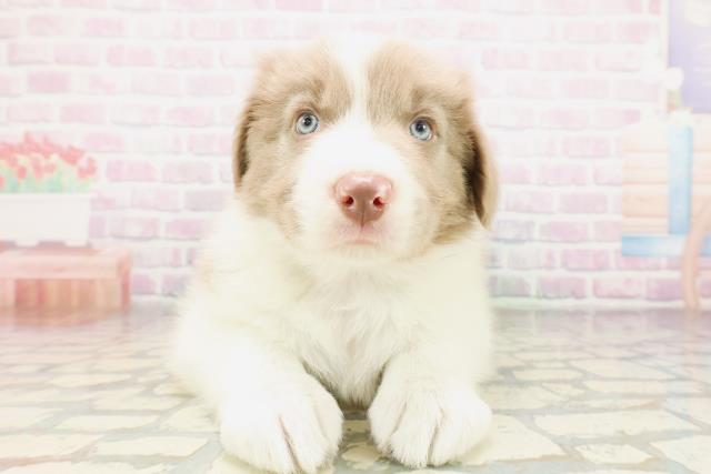 東京都のボーダーコリー (Coo&RIKU足立本店/2026年4月12日生まれ/男の子/イザベラホワイト)の子犬の1枚目の画像
