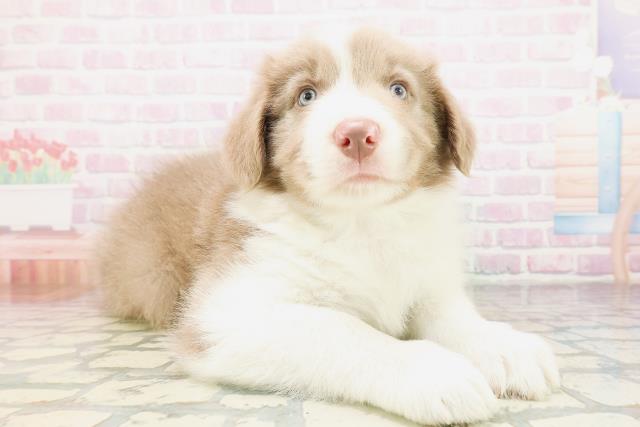 東京都のボーダーコリー (Coo&RIKU足立本店/2026年4月12日生まれ/男の子/イザベラホワイト)の子犬の3枚目の画像