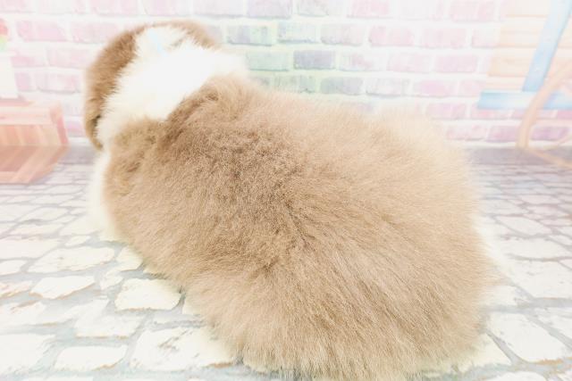 東京都のボーダーコリー (Coo&RIKU足立本店/2026年4月12日生まれ/男の子/イザベラホワイト)の子犬の4枚目の画像