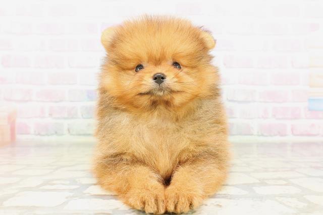 東京都のポメラニアン (Coo&RIKU池袋西口店/2026年4月14日生まれ/男の子/オレンジ)の子犬の1枚目の画像