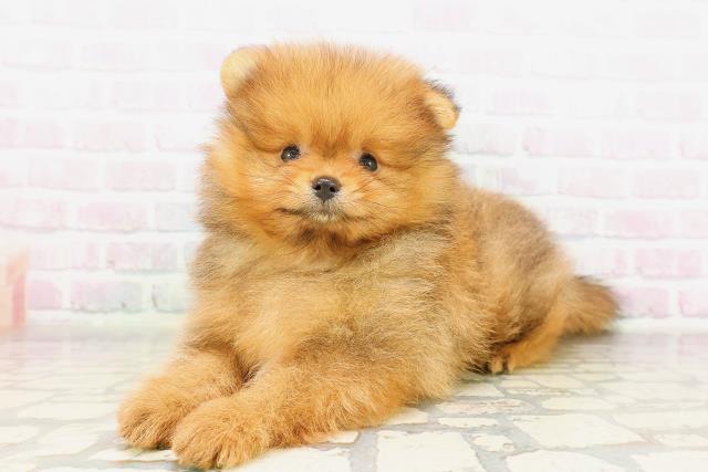 東京都のポメラニアン (Coo&RIKU池袋西口店/2026年4月14日生まれ/男の子/オレンジ)の子犬の2枚目の画像