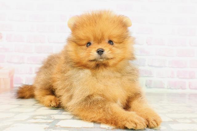 東京都のポメラニアン (Coo&RIKU池袋西口店/2026年4月14日生まれ/男の子/オレンジ)の子犬の3枚目の画像