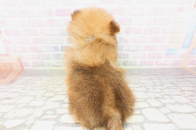 東京都のポメラニアン (Coo&RIKU池袋西口店/2026年4月14日生まれ/男の子/オレンジ)の子犬の4枚目の画像