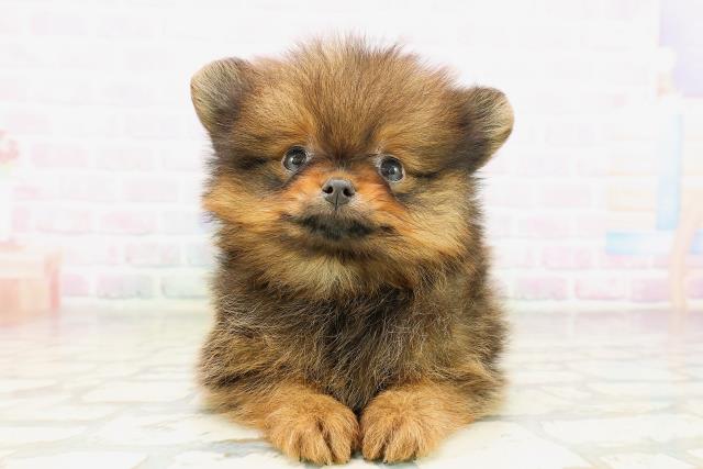 東京都のポメラニアン (Coo&RIKU赤坂店/2026年4月14日生まれ/男の子/オレンジ)の子犬の1枚目の画像