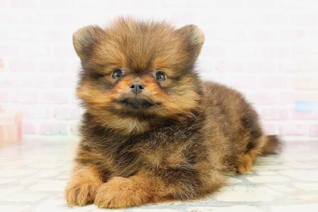 東京都のポメラニアン (Coo&RIKU赤坂店/2026年4月14日生まれ/男の子/オレンジ)の子犬の2枚目の画像