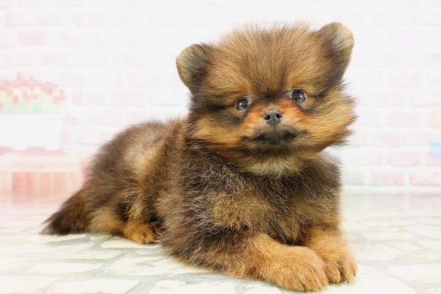 東京都のポメラニアン (Coo&RIKU赤坂店/2026年4月14日生まれ/男の子/オレンジ)の子犬の3枚目の画像