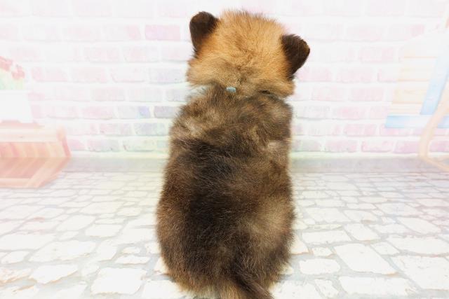 東京都のポメラニアン (Coo&RIKU赤坂店/2026年4月14日生まれ/男の子/オレンジ)の子犬の4枚目の画像