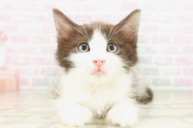 東京都のサイベリアン (Coo&RIKU赤坂店/2026年4月8日生まれ/男の子/ブラックホワイト)の子猫の1枚目の画像