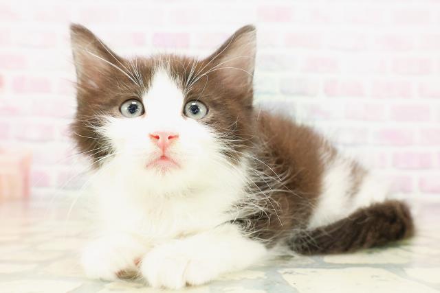 東京都のサイベリアン (Coo&RIKU赤坂店/2026年4月8日生まれ/男の子/ブラックホワイト)の子猫の2枚目の画像
