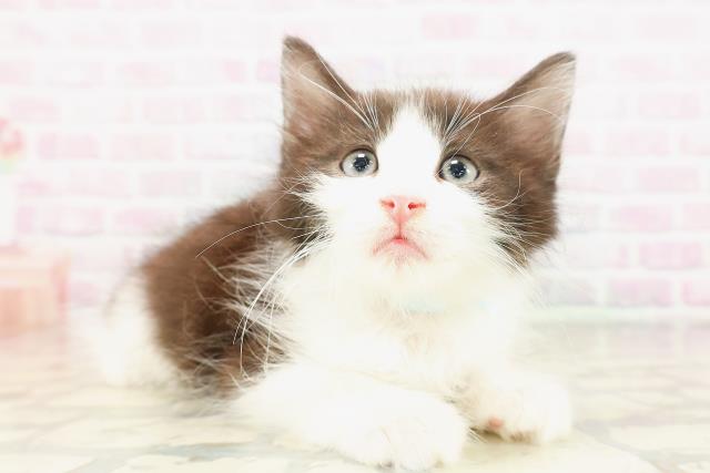 東京都のサイベリアン (Coo&RIKU赤坂店/2026年4月8日生まれ/男の子/ブラックホワイト)の子猫の3枚目の画像