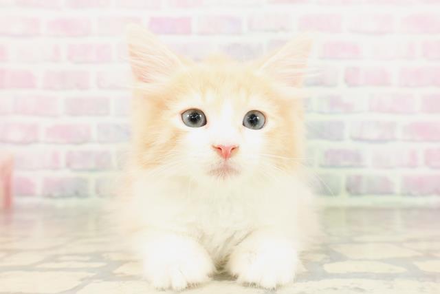 東京都のサイベリアン (Coo&RIKU新宿三丁目店/2026年4月8日生まれ/男の子/クリームホワイト)の子猫の1枚目の画像