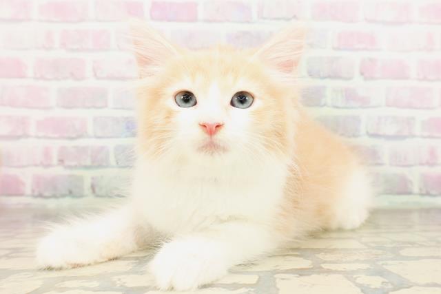 東京都のサイベリアン (Coo&RIKU新宿三丁目店/2026年4月8日生まれ/男の子/クリームホワイト)の子猫の2枚目の画像