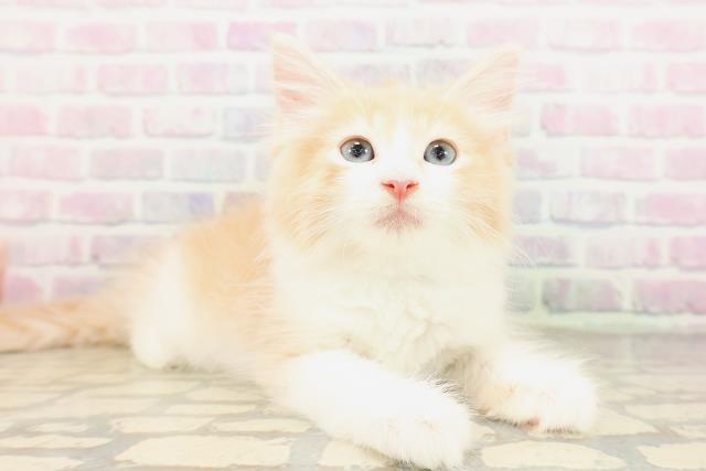 東京都のサイベリアン (Coo&RIKU新宿三丁目店/2026年4月8日生まれ/男の子/クリームホワイト)の子猫の3枚目の画像