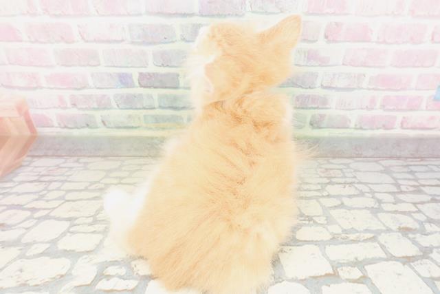 東京都のサイベリアン (Coo&RIKU新宿三丁目店/2026年4月8日生まれ/男の子/クリームホワイト)の子猫の4枚目の画像