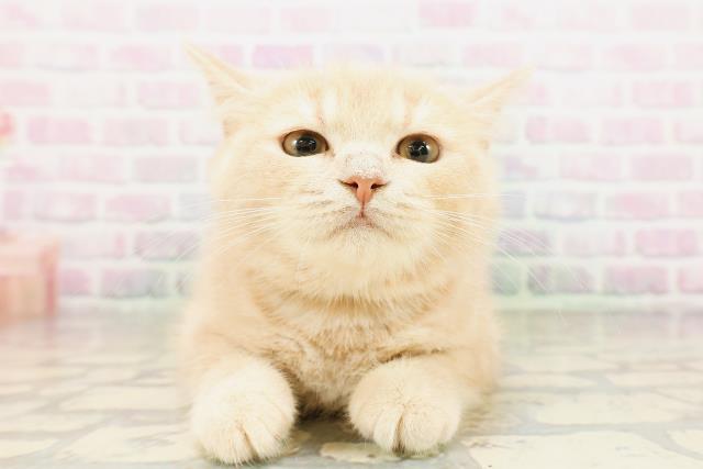 東京都のスコティッシュフォールド (Coo&RIKU足立本店/2026年2月9日生まれ/男の子/クリーム)の子猫の1枚目の画像