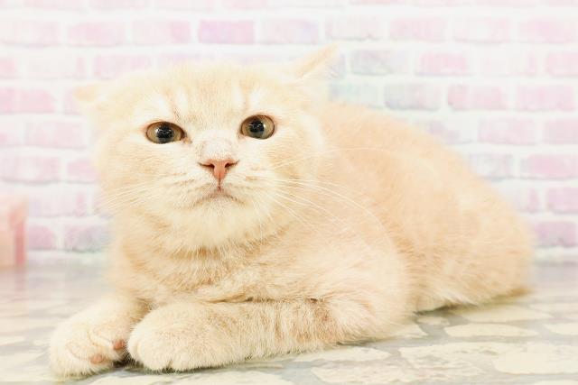 東京都のスコティッシュフォールド (Coo&RIKU足立本店/2026年2月9日生まれ/男の子/クリーム)の子猫の2枚目の画像