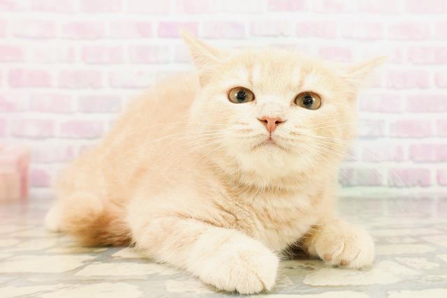 東京都のスコティッシュフォールド (Coo&RIKU足立本店/2026年2月9日生まれ/男の子/クリーム)の子猫の3枚目の画像