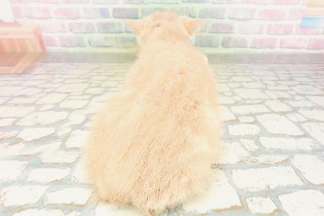 東京都のスコティッシュフォールド (Coo&RIKU足立本店/2026年2月9日生まれ/男の子/クリーム)の子猫の4枚目の画像