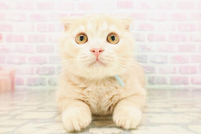 埼玉県のスコティッシュフォールド (Coo&RIKU春日部店/2026年2月9日生まれ/男の子/クリーム)の子猫の1枚目の画像