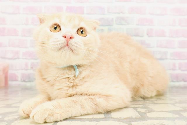 埼玉県のスコティッシュフォールド (Coo&RIKU春日部店/2026年2月9日生まれ/男の子/クリーム)の子猫の2枚目の画像