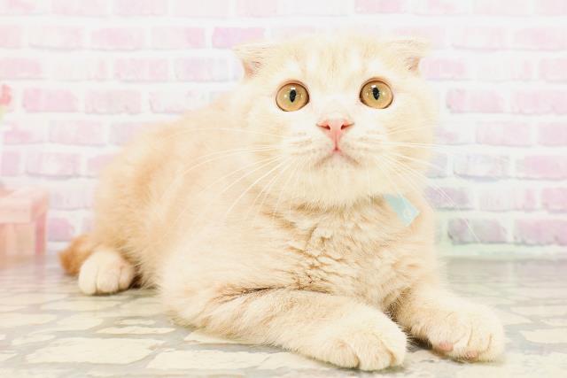 埼玉県のスコティッシュフォールド (Coo&RIKU春日部店/2026年2月9日生まれ/男の子/クリーム)の子猫の3枚目の画像