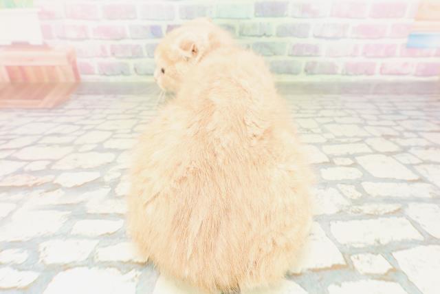 埼玉県のスコティッシュフォールド (Coo&RIKU春日部店/2026年2月9日生まれ/男の子/クリーム)の子猫の4枚目の画像