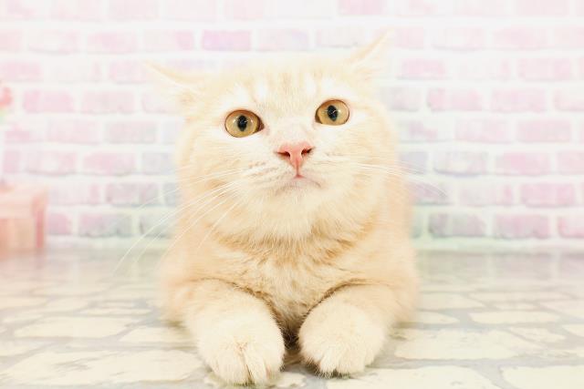千葉県のスコティッシュフォールド (Coo&RIKU若葉都賀店/2026年2月9日生まれ/男の子/クリーム)の子猫の1枚目の画像