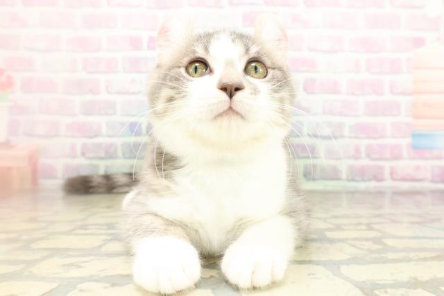 東京都のアメリカンカール (Coo&RIKU立川店/2026年3月2日生まれ/男の子/ブルータビーホワイト)の子猫の1枚目の画像