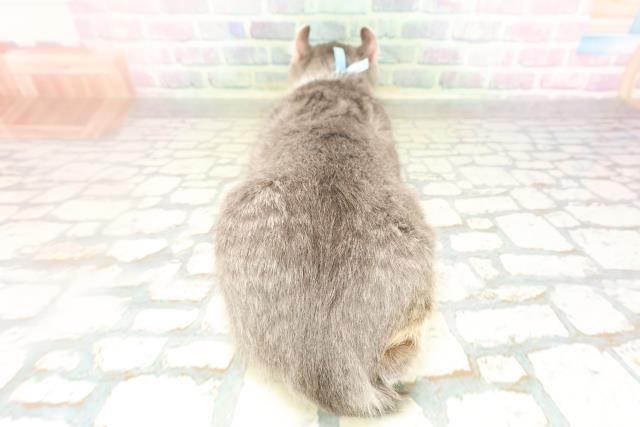 東京都のアメリカンカール (Coo&RIKU立川店/2026年3月2日生まれ/男の子/ブルータビーホワイト)の子猫の4枚目の画像